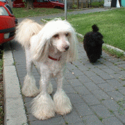 sinka2.gif(32 kb)